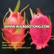 Provider of the best fresh red dragon fruit in Viet Nam