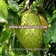 Vietnam Soursop Fruit