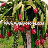 ORGANIC - DRAGON FRUIT - RED FLESH from VIETNAM 100% NATURAL FRESH