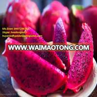 BEST PRICE - DRAGON FRUIT with RED FLESH from VIET NAM