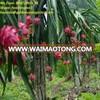 Fresh Dragon Fruit for sale | Red Dragon Fruit quality