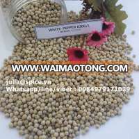 Vietnam pepper whatsapp 0084979171029