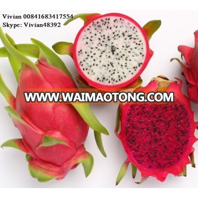 RED AND WHITE DRAGON FRUIT // VIETNAM DRAGON FRUIT// BEST QUALITY