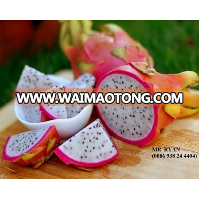 BEST FRESH DRAGON FRUIT /WHITE+ RED FLESH - (Ryan: 0086 938 244 404)