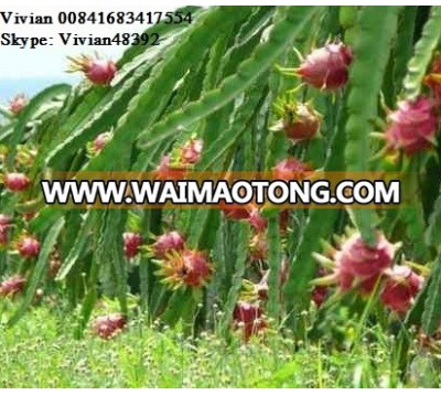 FRESH DRAGON FRUIT FOR SALES/WHITE FLESH/RED FLESH - Whasapp: 0084 1683417554