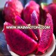 IQF DRAGON FRUIT WITH PREMIUM QUALITY FROM VIETNAM