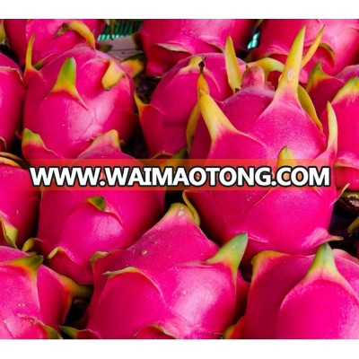 FRESH WHITE/RED DRAGON FRUIT FOR SALES/ BEST PRICE