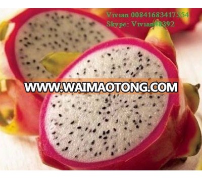 Dragon fruit from Vietnam/ fresh dragon fruit/ vietnam fruit