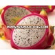 Dragon fruit from Vietnam/ fresh dragon fruit/ vietnam fruit