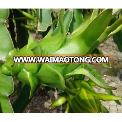 FRESH WHITE FLESH DRAGON FRUIT FOR SALES/ BEST PRICE- Whasapp: 0084 1683417554