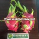 TASTY FROZEN DRAGON FRUIT FOR SALES- competitive price