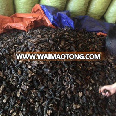 Spray dried Noni fruit (Noni tea)/ NONI MANUFACTURE